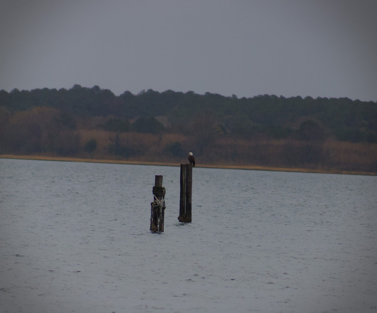 Bald Eagle - ML646411998