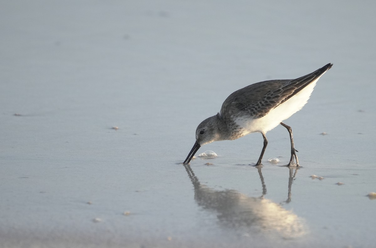 Dunlin - ML646412001