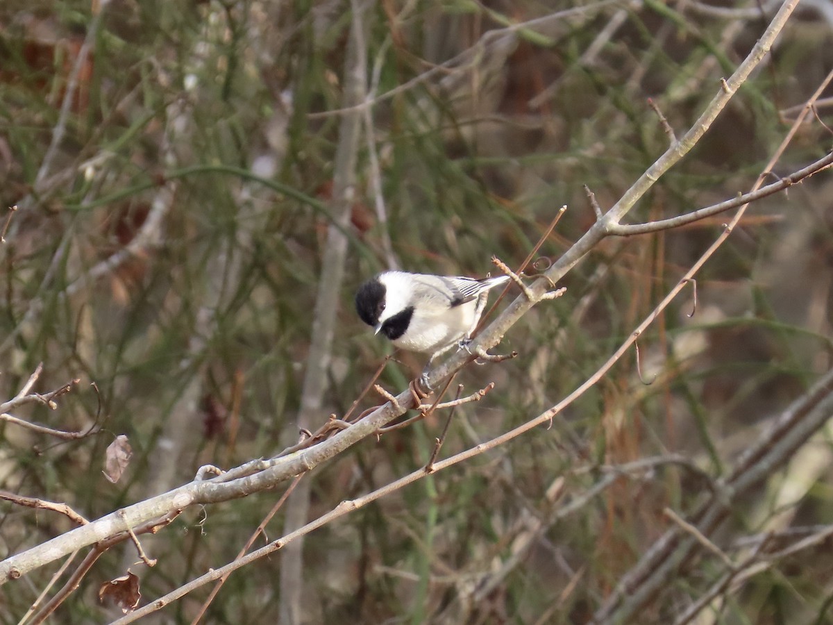 Carolina Chickadee - ML646412002