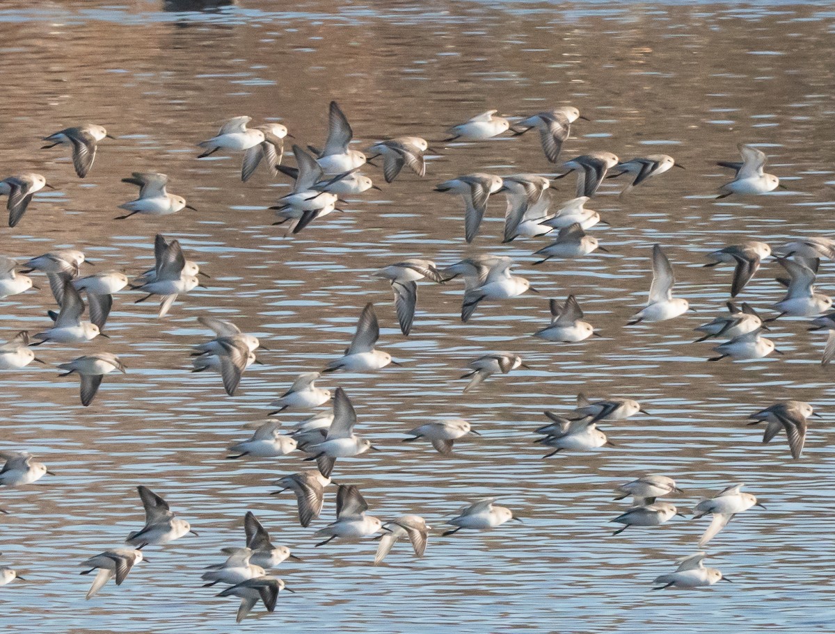 Txirri nanoa - ML646412015