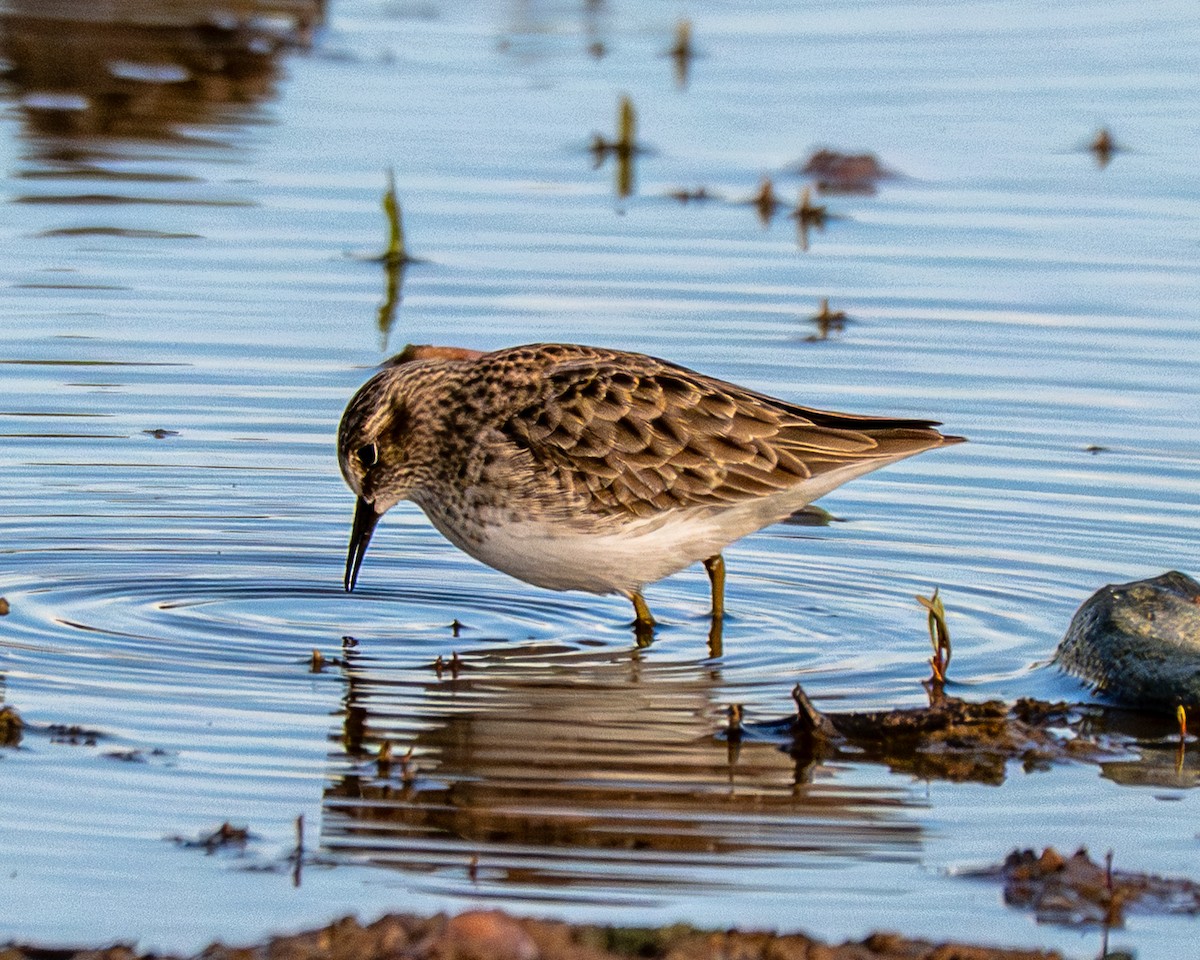 Least Sandpiper - ML646412017