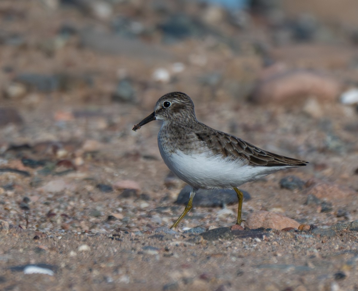 Least Sandpiper - ML646412018