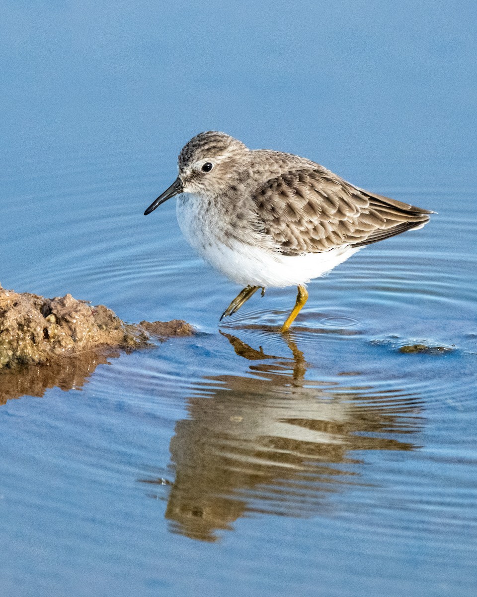 Least Sandpiper - ML646412020