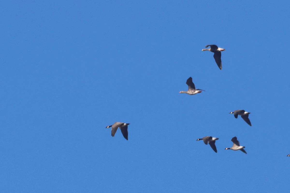 Greater White-fronted Goose (Western) - ML646412021