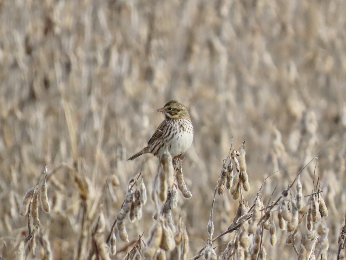 Savannah Sparrow (Savannah) - ML646412022
