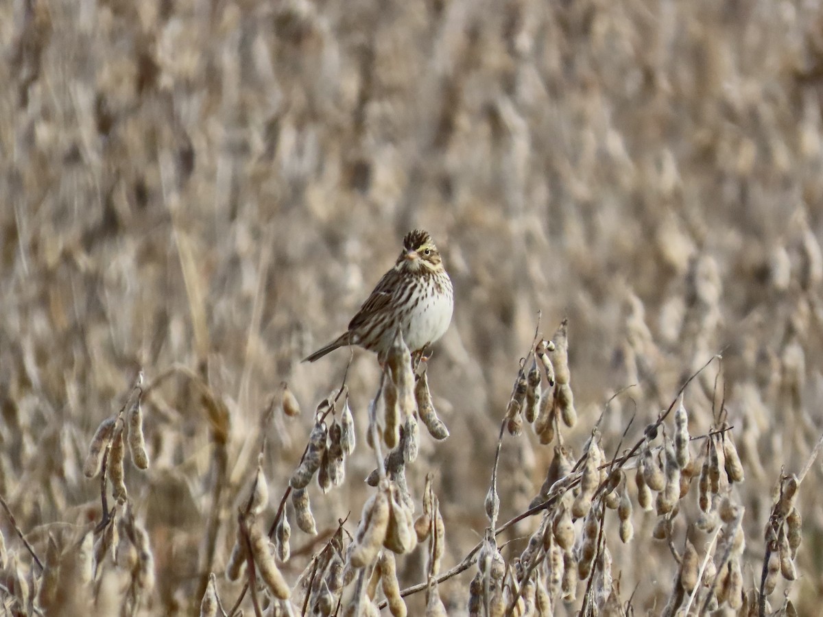Savannah Sparrow (Savannah) - ML646412023