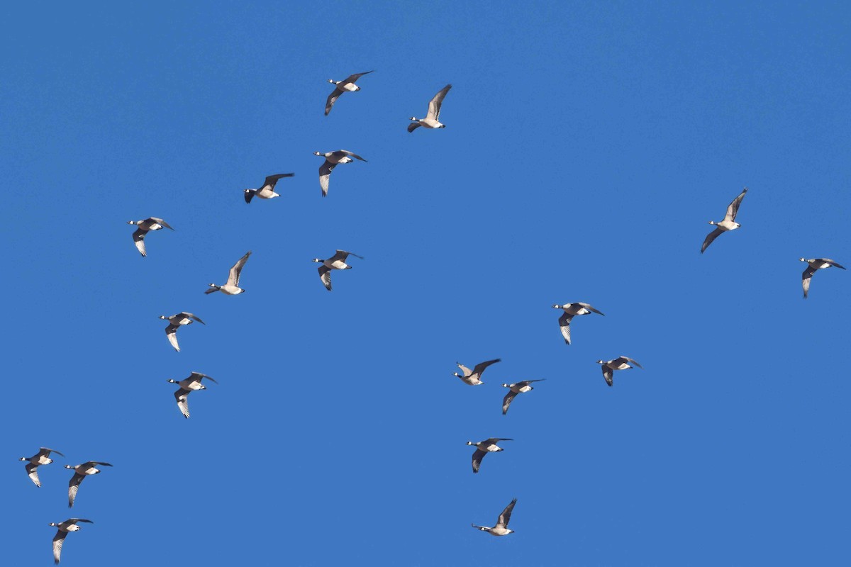 Canada Goose - ML646412024