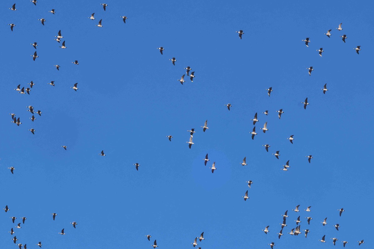 Canada Goose - ML646412025