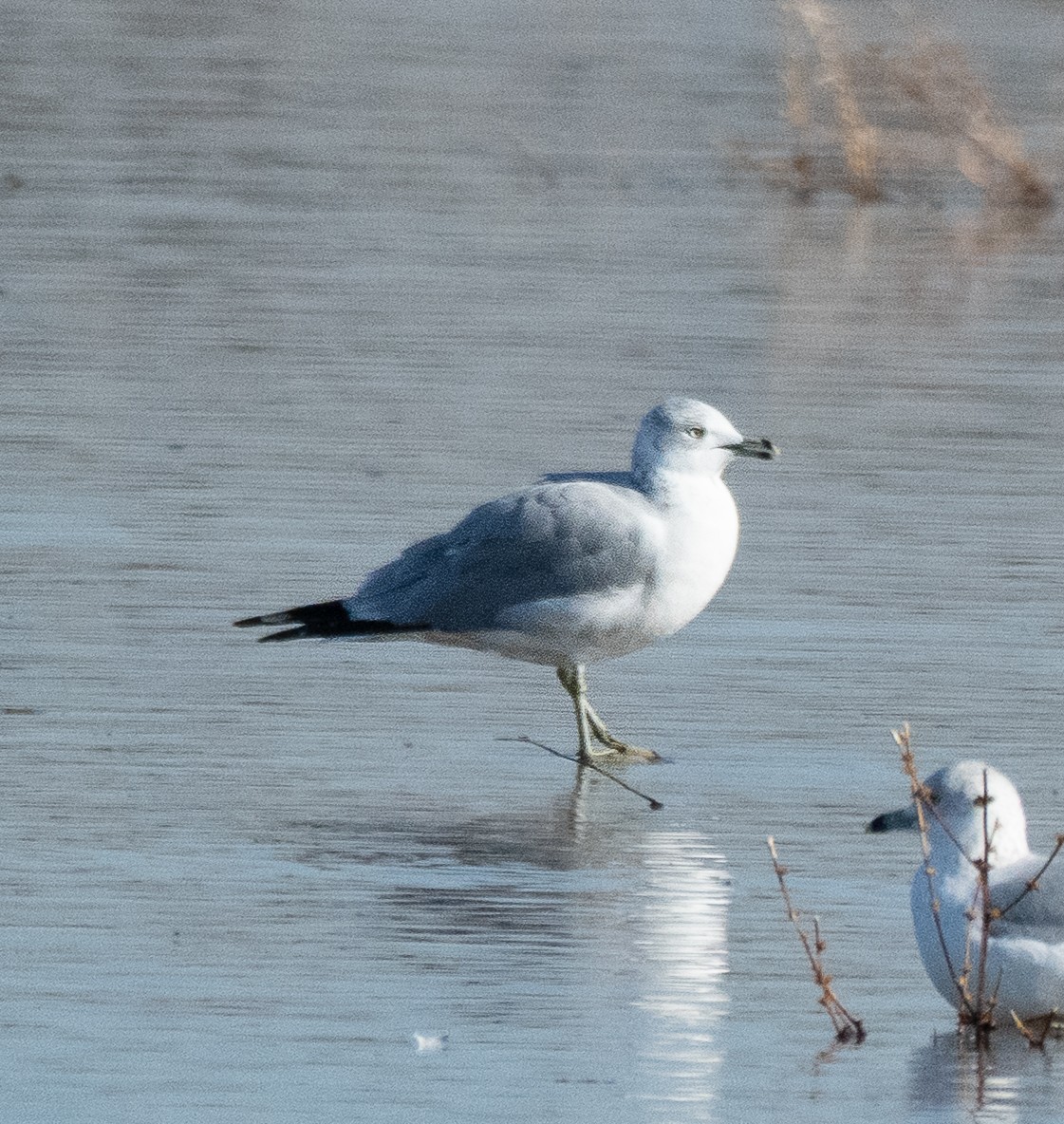 Ring-billed Gull - ML646412026