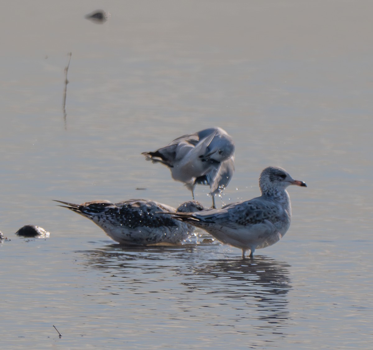 Ring-billed Gull - ML646412027