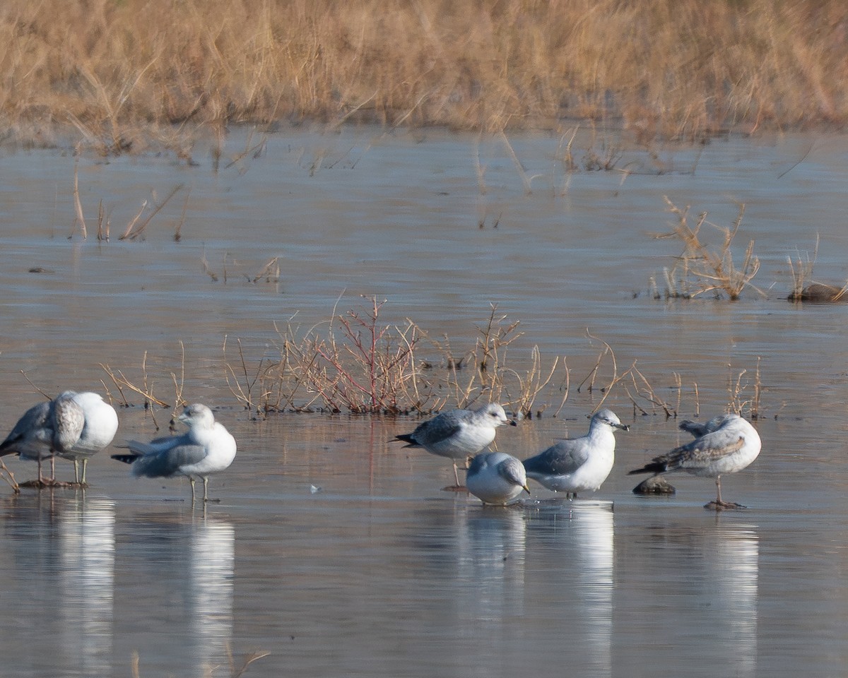 Ring-billed Gull - ML646412028
