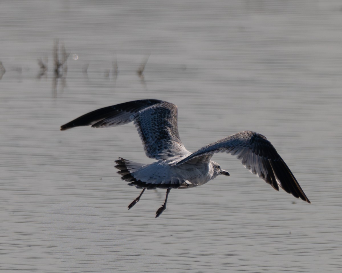 Ring-billed Gull - ML646412029