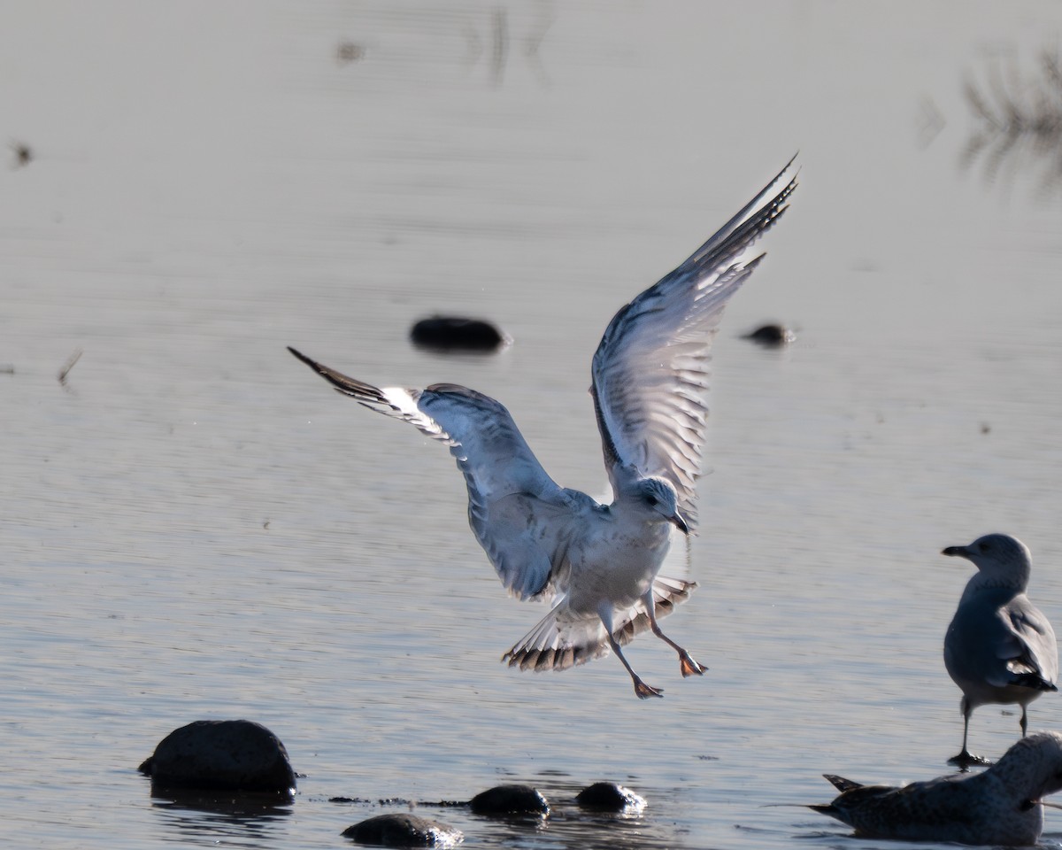 Ring-billed Gull - ML646412030
