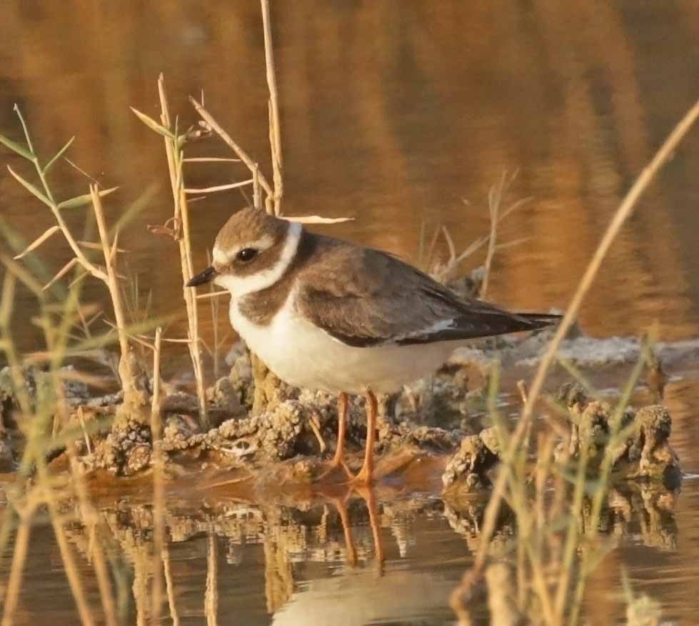 Common Ringed Plover - ML646412031