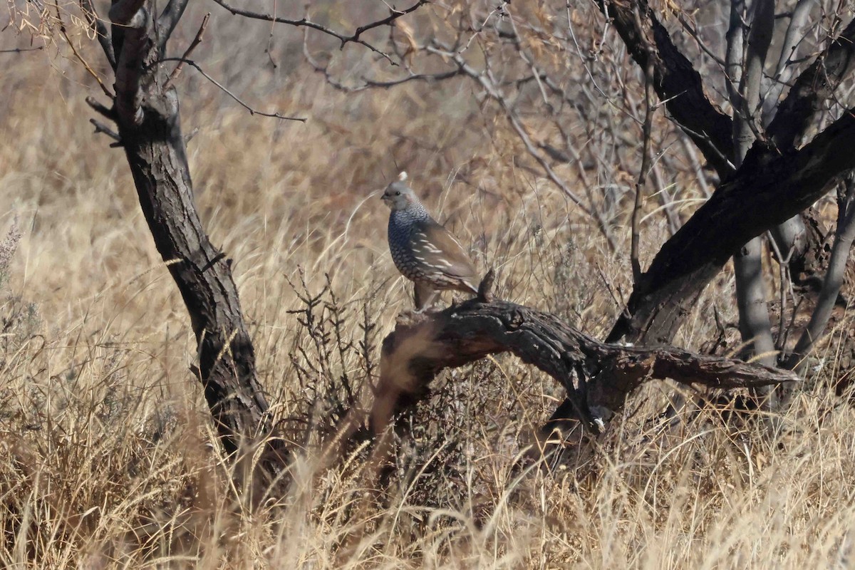 Scaled Quail - ML646412032