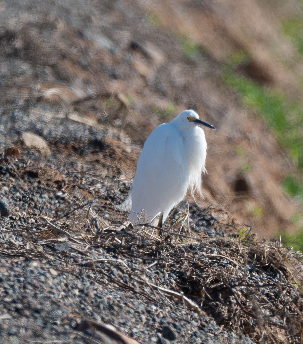 Snowy Egret - ML646412033