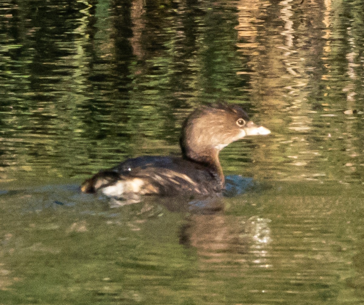 Txilinporta mokolodia - ML646412034