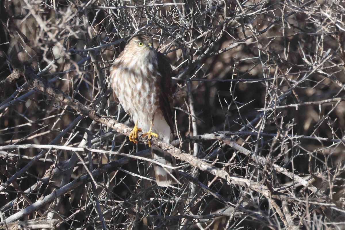 Sharp-shinned Hawk (Northern) - ML646412035