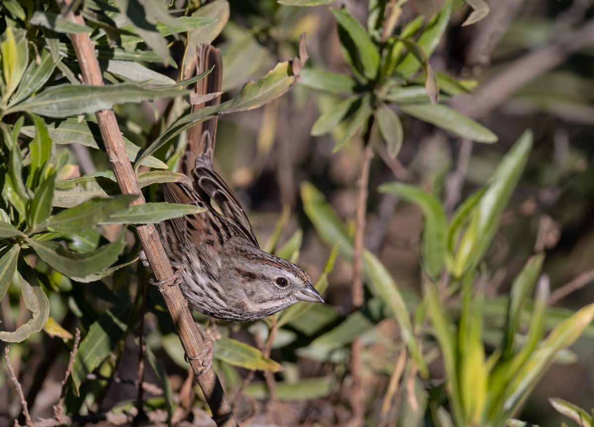 Song Sparrow (heermanni Group) - ML646412038