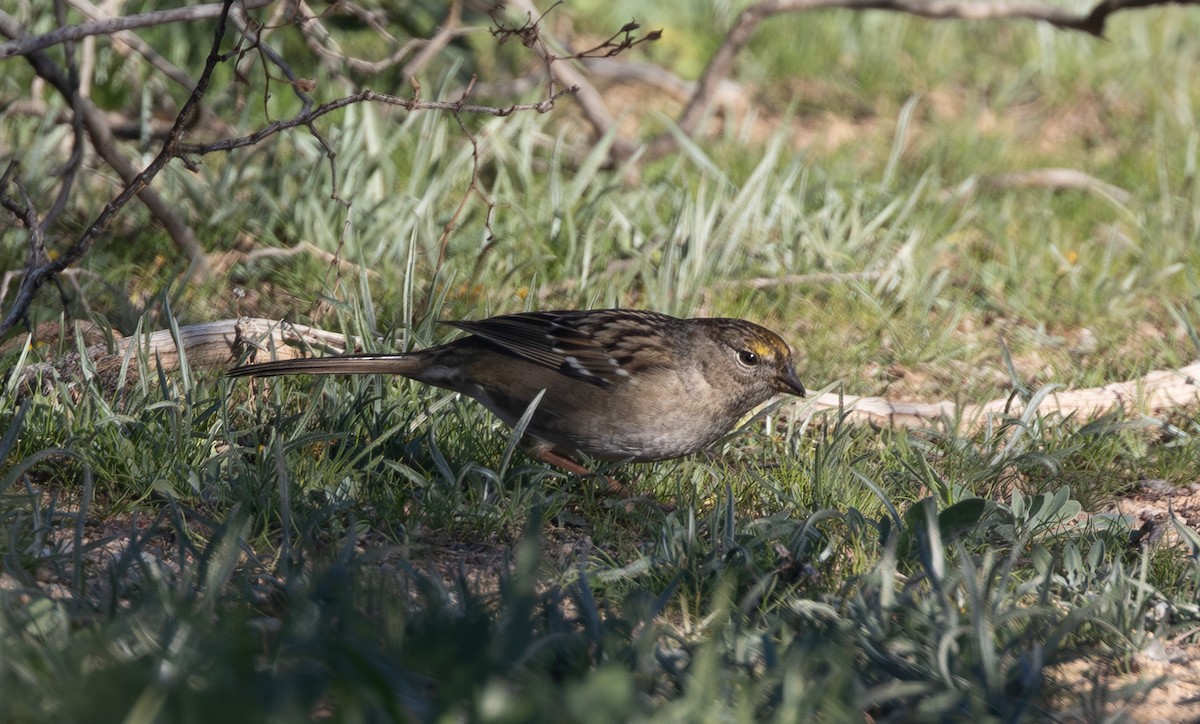 Golden-crowned Sparrow - ML646412039