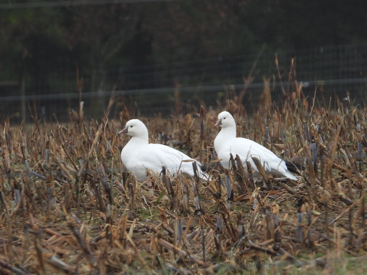 husa bělostná - ML646412040