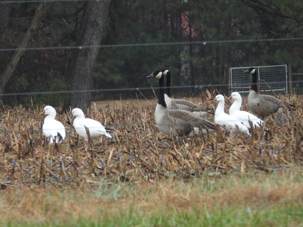 husa bělostná - ML646412041