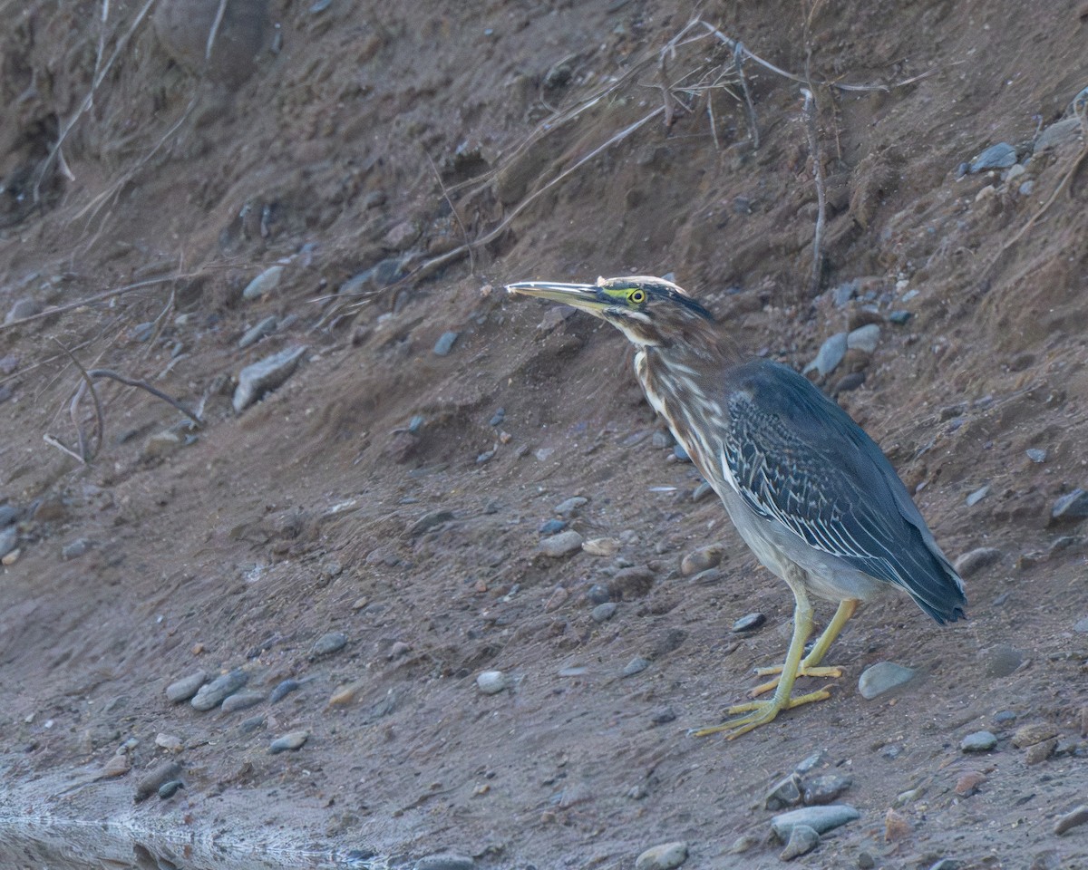 Héron vert - ML646412044