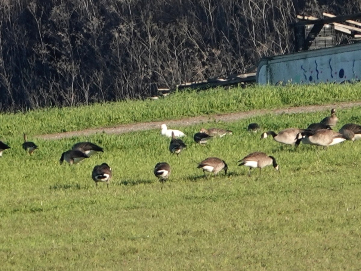 Цасны галуу - ML646412048