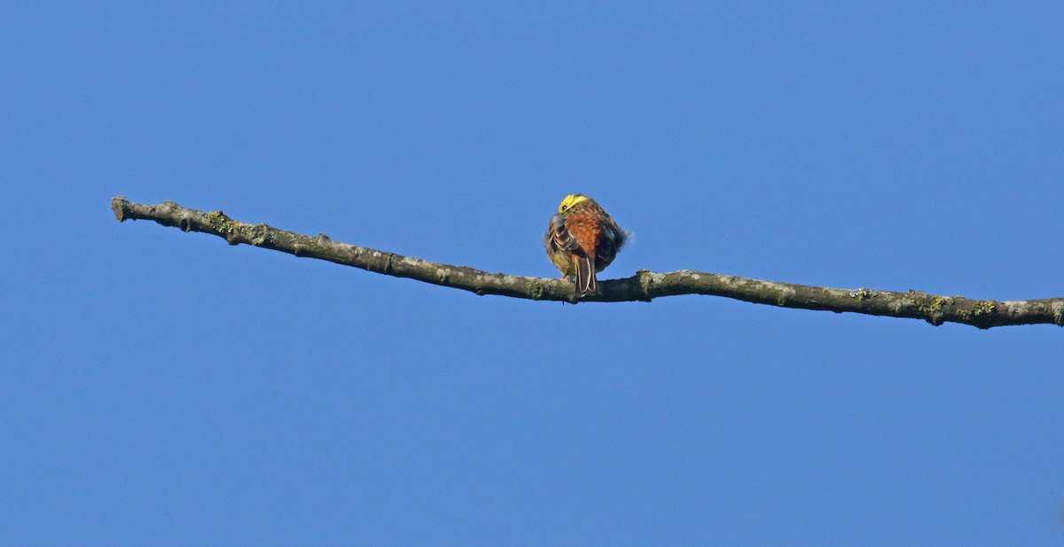 Алтан хөмрөг - ML646412049