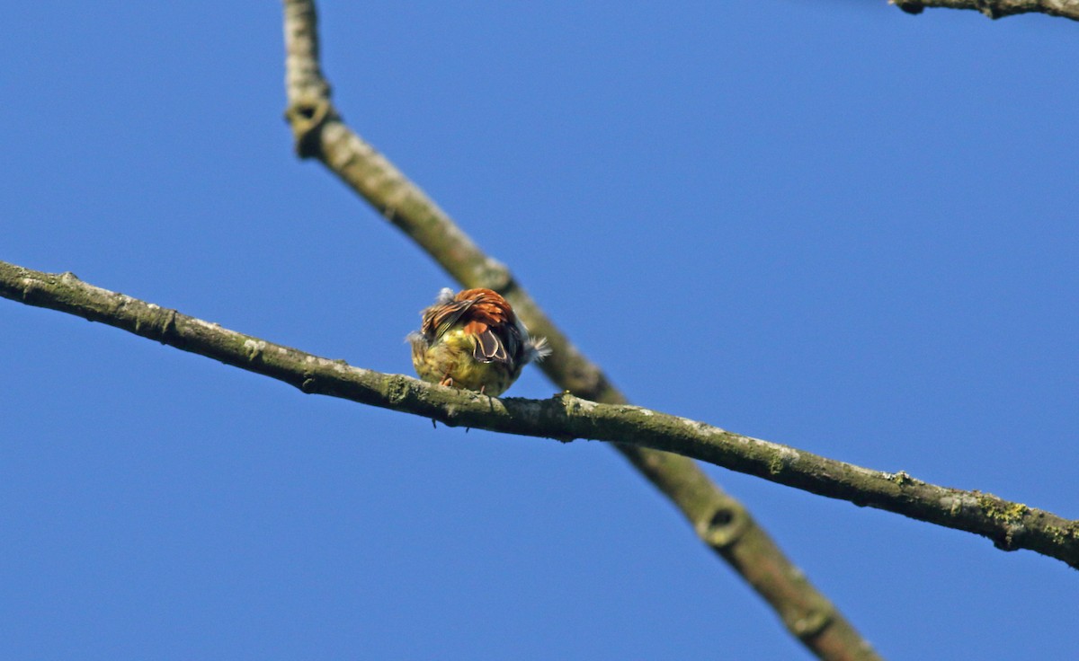 Алтан хөмрөг - ML646412050