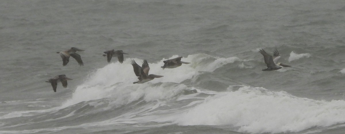 pelikán hnědý - ML646412053