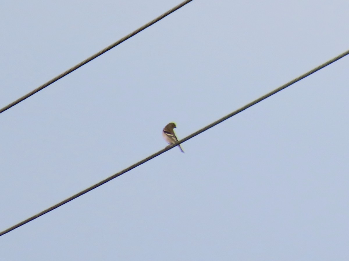 American Goldfinch - ML646412054