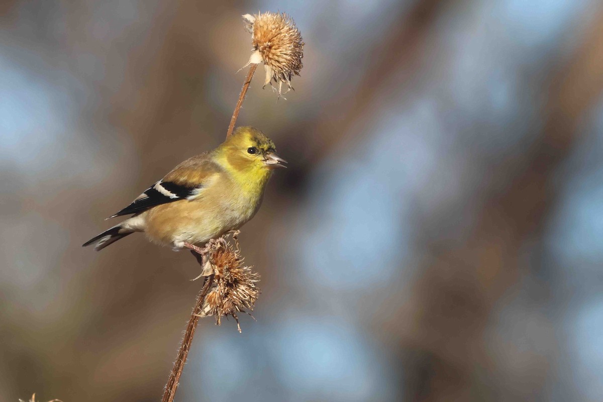 American Goldfinch - ML646412055