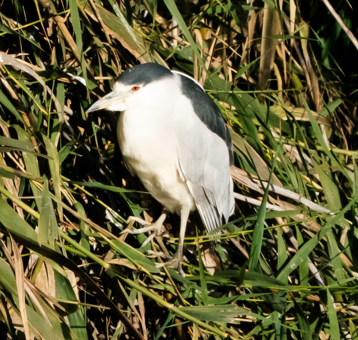 Amiltxori arrunta - ML646412056