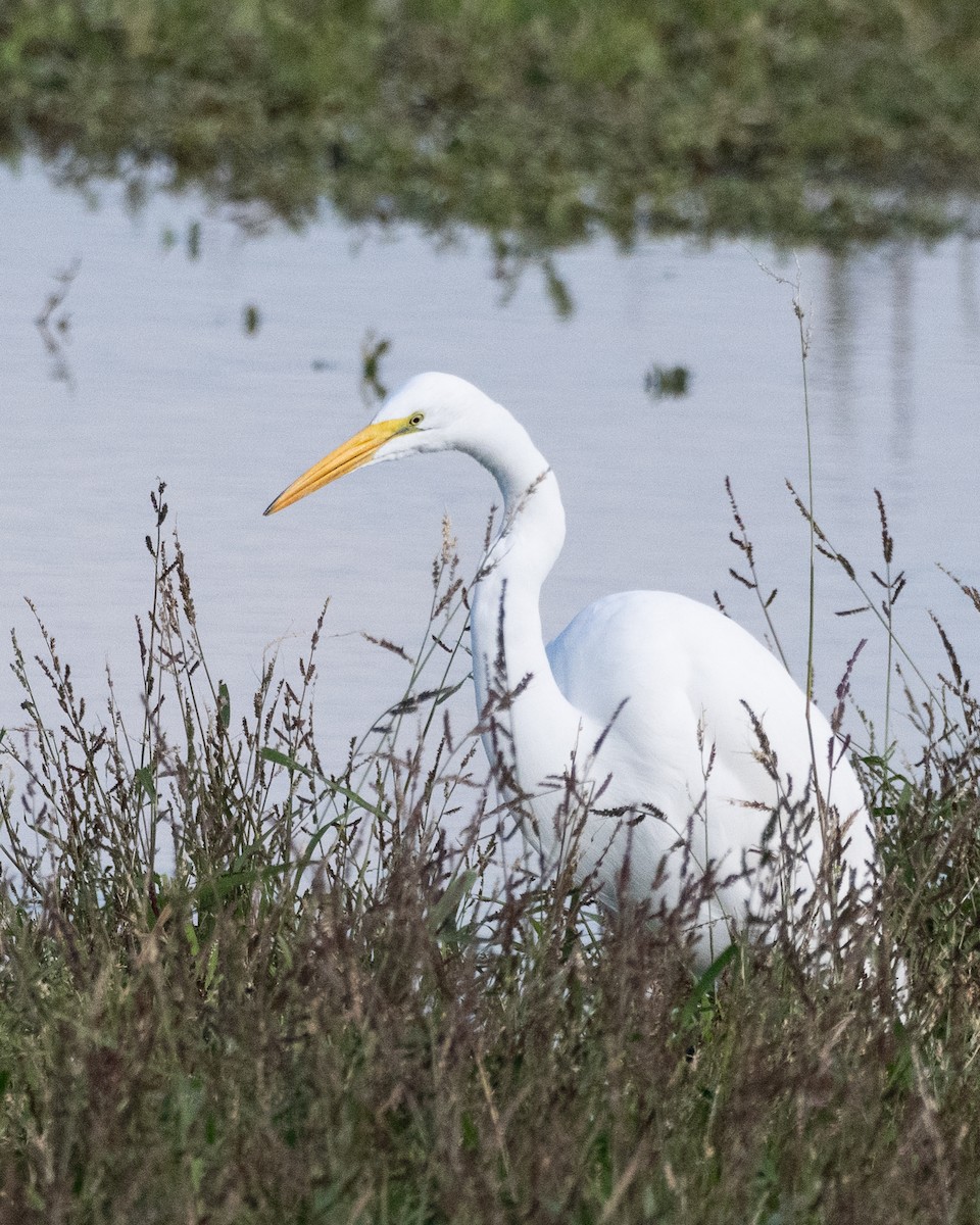 Great Egret - ML646412057