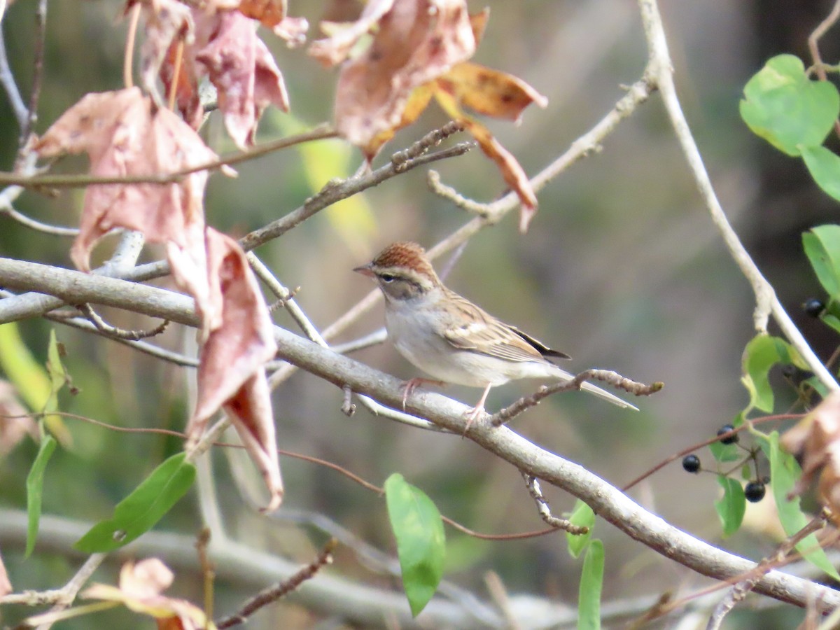 Chipping Sparrow - ML646412058