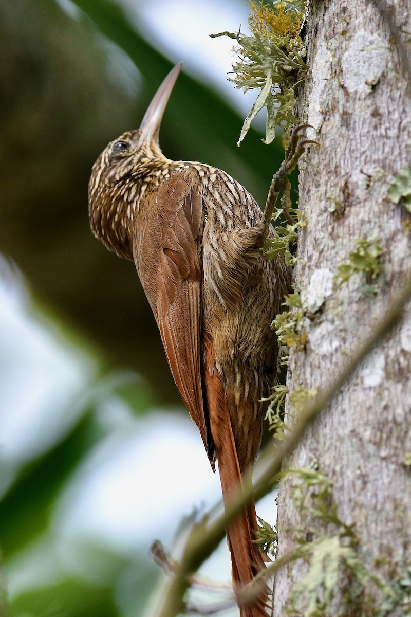Streak-headed Woodcreeper - ML646412060