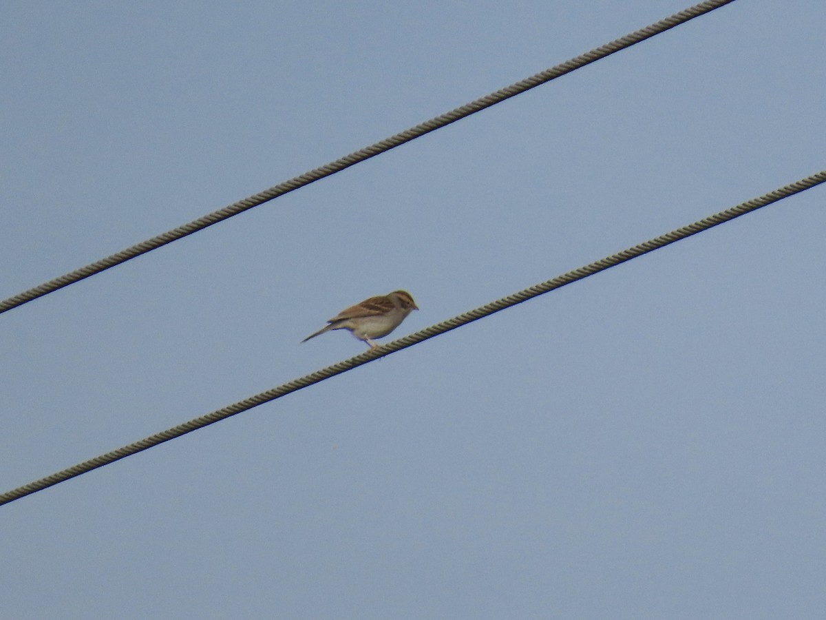 Chipping Sparrow - ML646412061