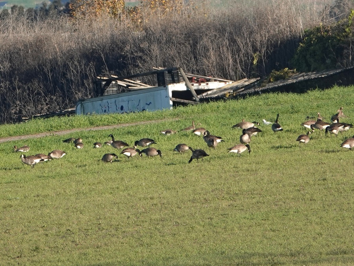 Манхин галуу - ML646412062