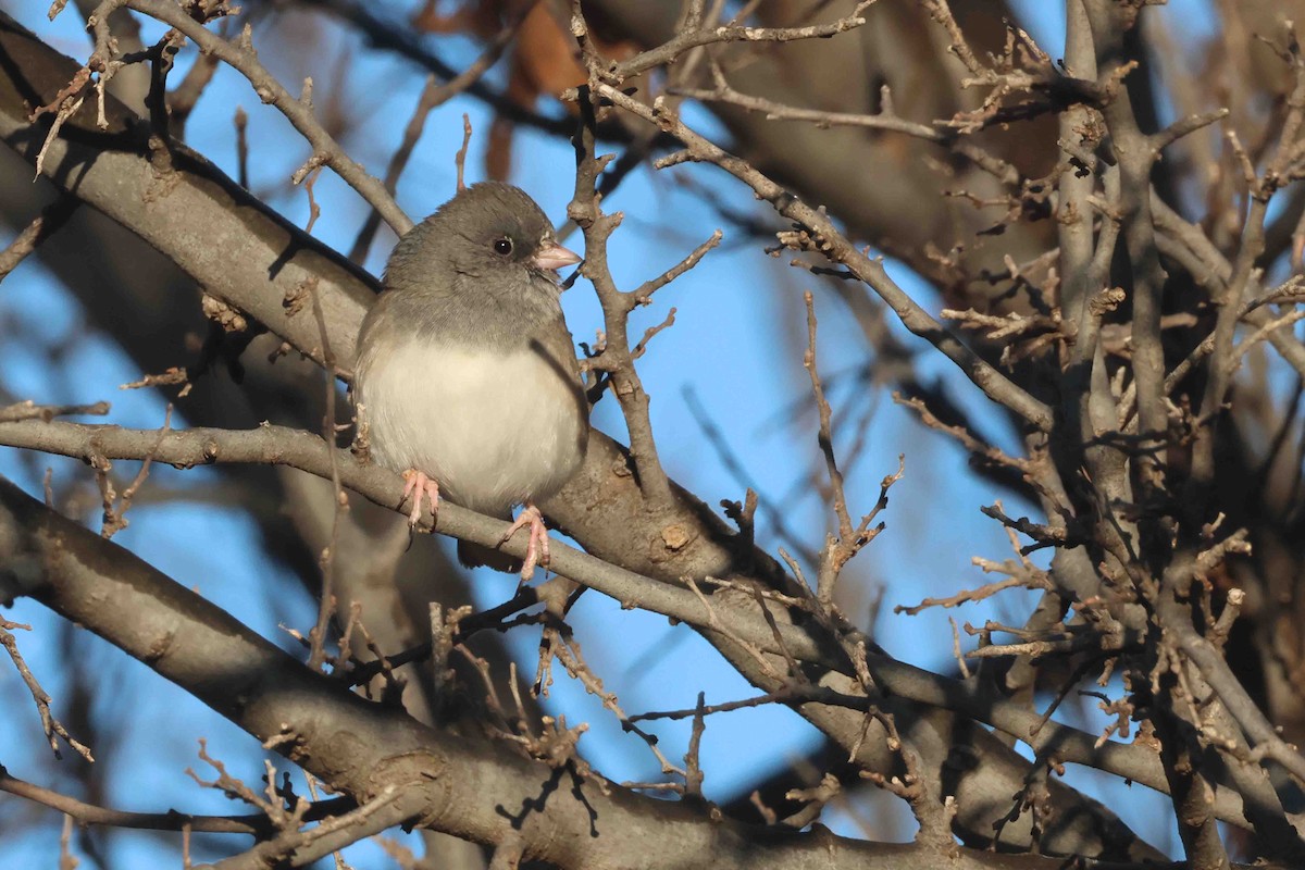 Dark-eyed Junco (Oregon) - ML646412063