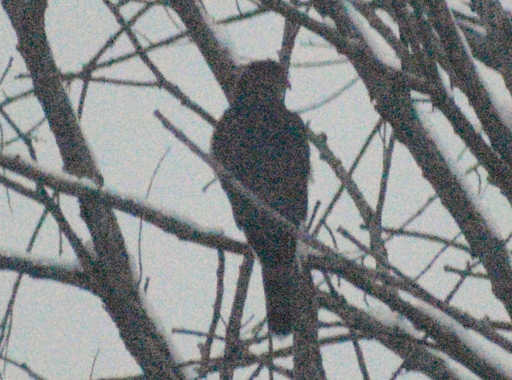 Cooper's Hawk - ML646412065