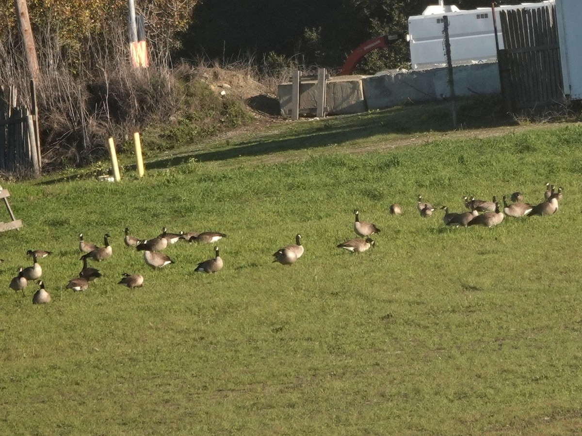 polargås - ML646412066