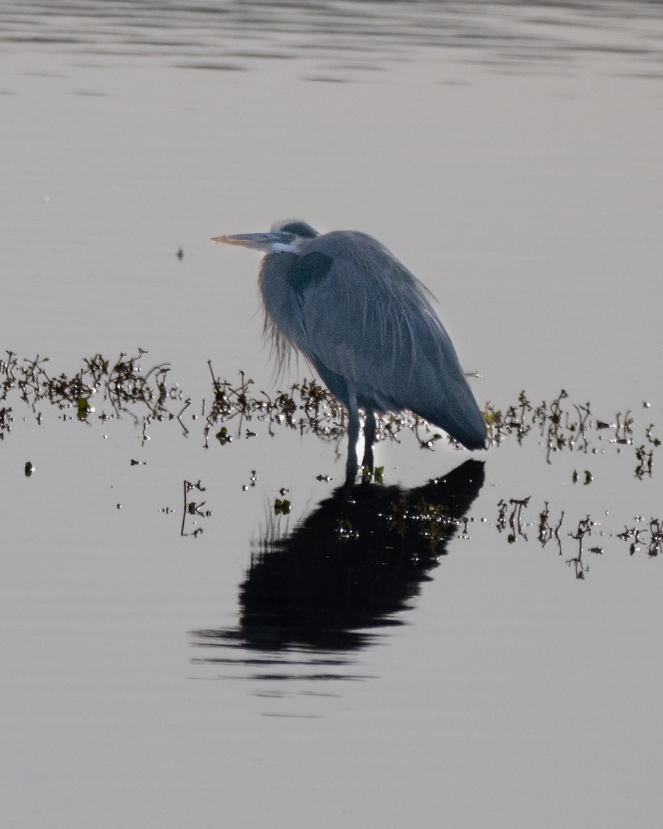 Great Blue Heron - ML646412067