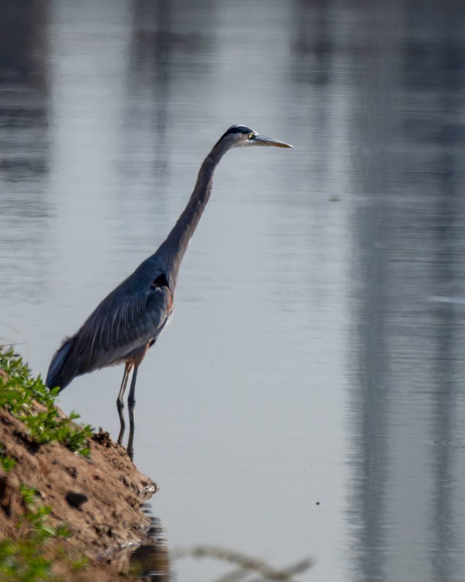 Great Blue Heron - ML646412068
