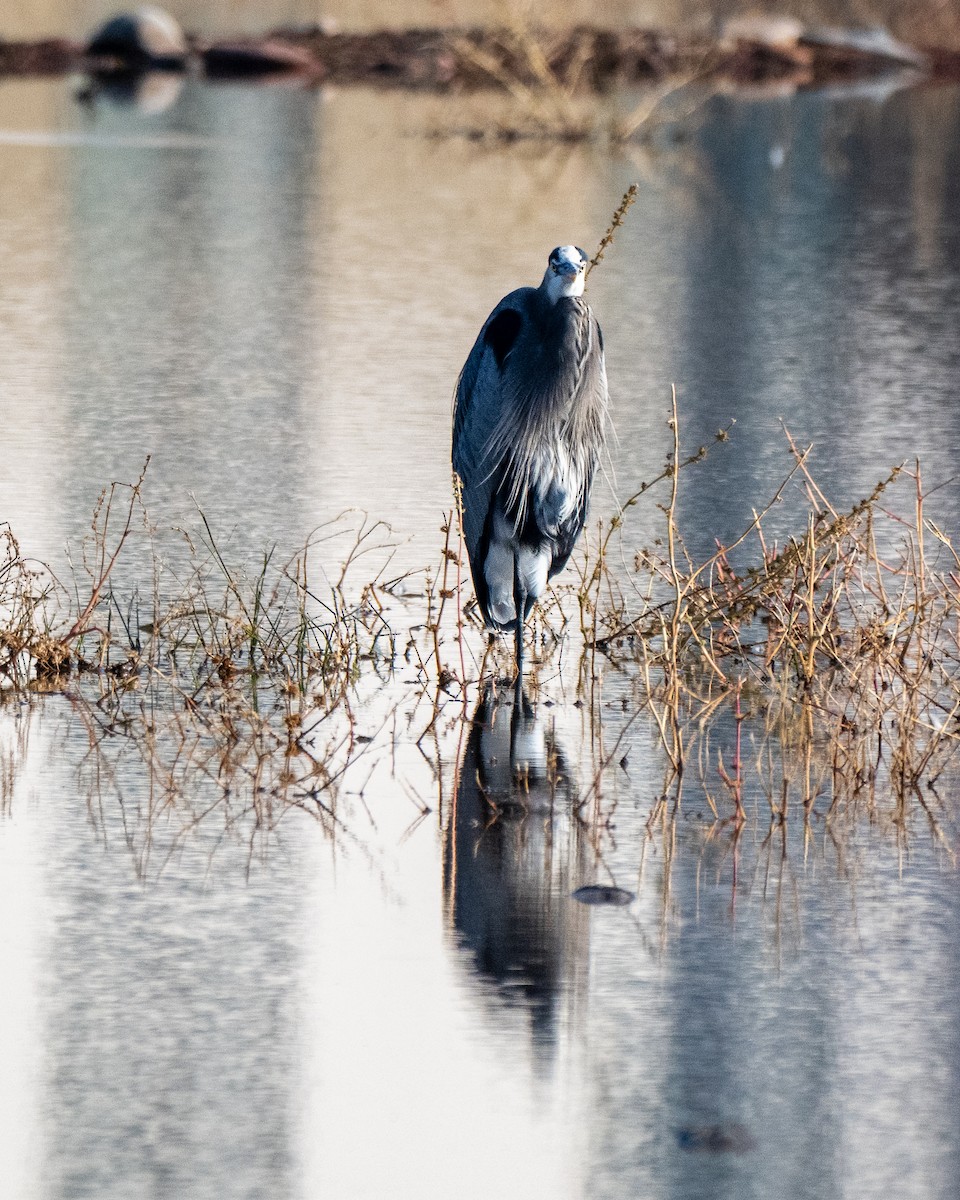 Great Blue Heron - ML646412069