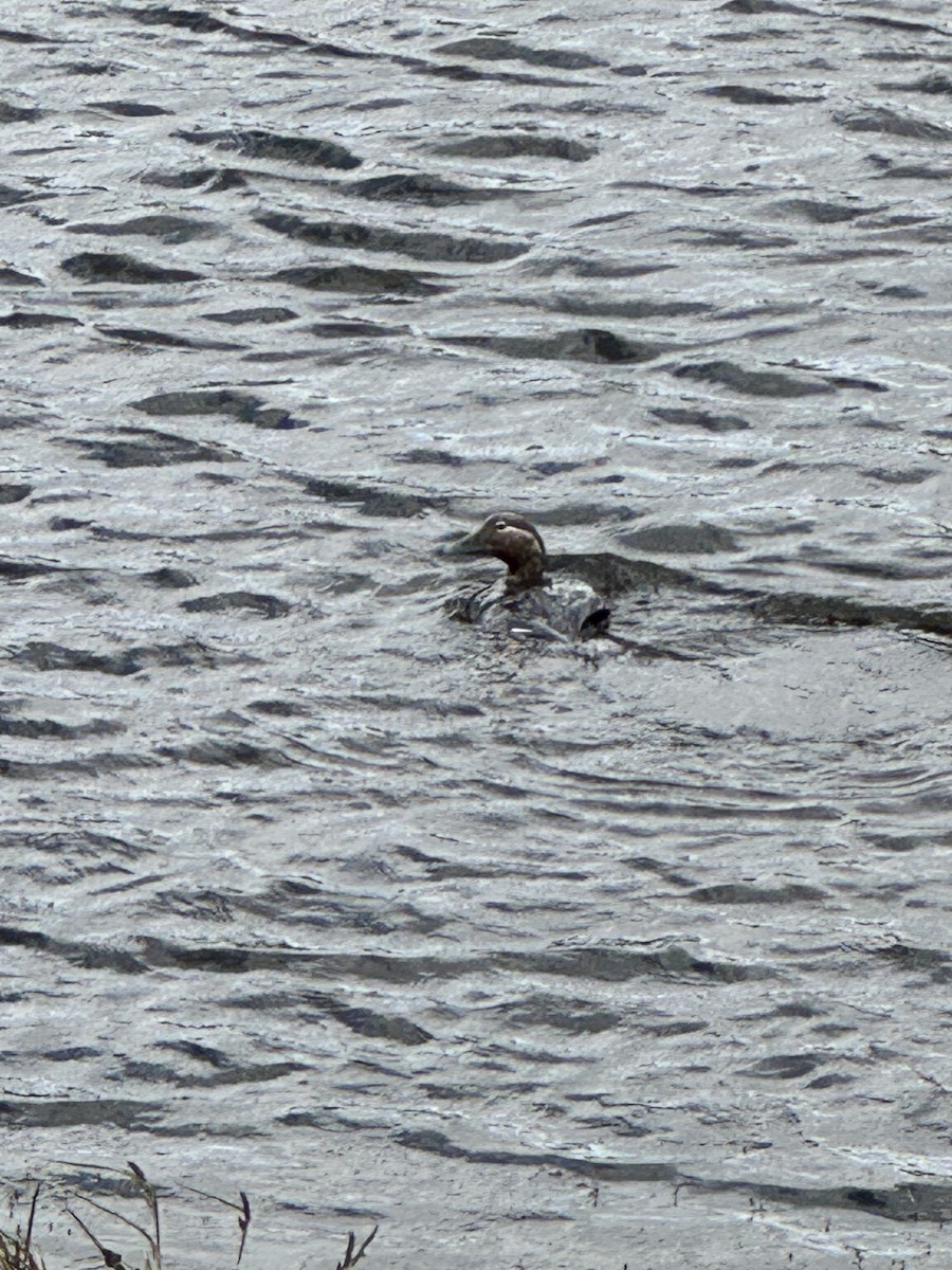 Flying Steamer-Duck - ML646412072