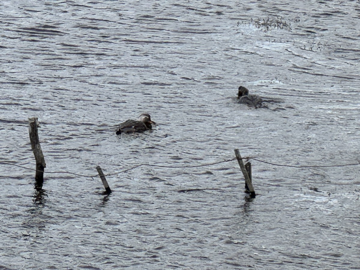 Flying Steamer-Duck - ML646412073