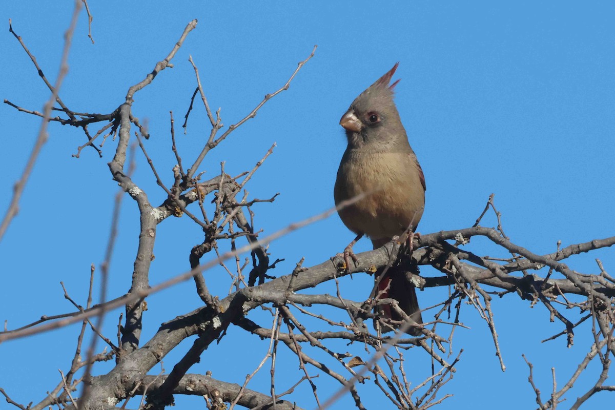 Pyrrhuloxia - ML646412074