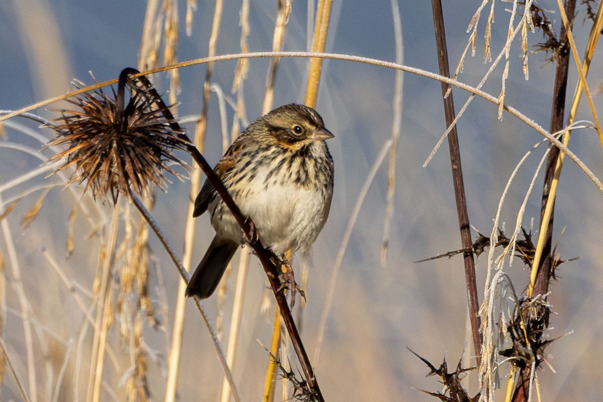 Sierra Madre Sparrow - ML646412075