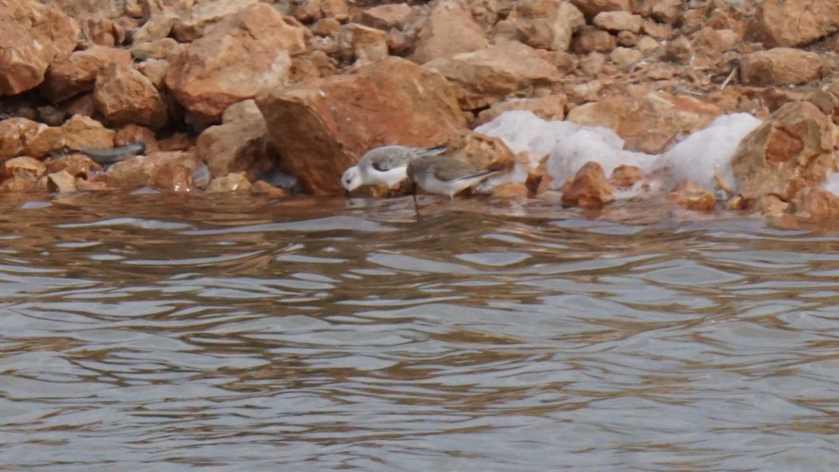 Сивка морська - ML646412076